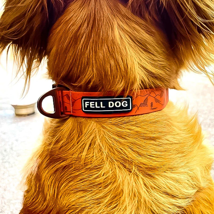 Fell Dog Drench Collar Outdoor Action Orange Mountain- product on dog