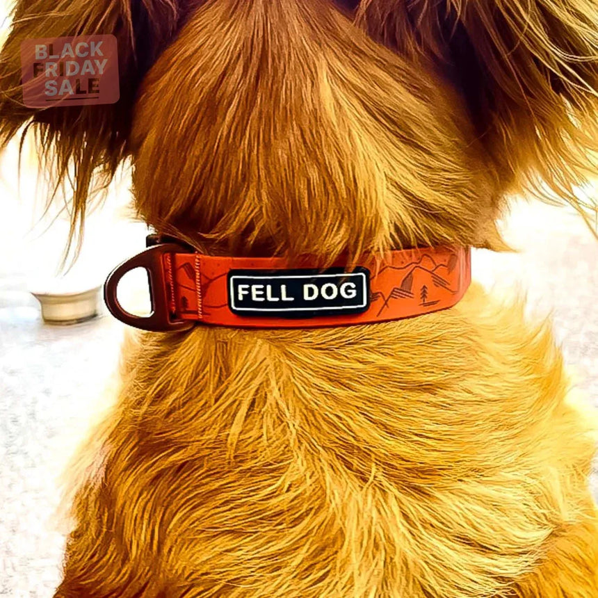 Fell Dog Drench Collar Outdoor Action Orange Mountain- product on dog