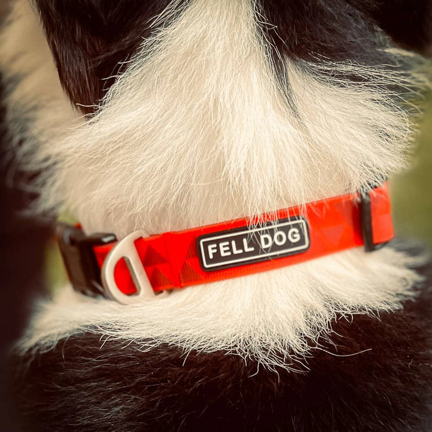 Fell Dog Drench Collar Outdoor Action Red Triangle- product on dog