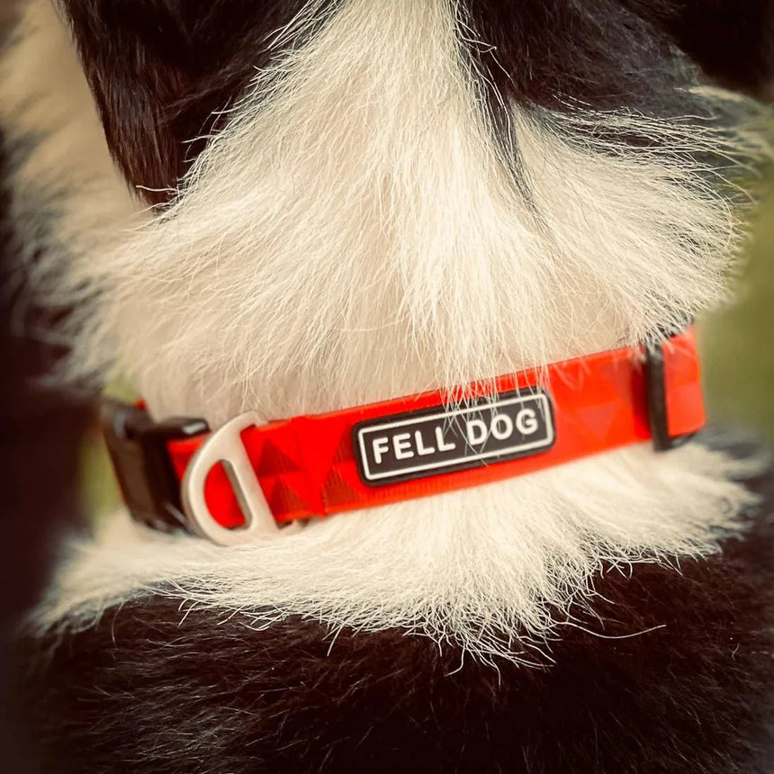Fell Dog Drench Collar Outdoor Action Red Triangle- product on dog