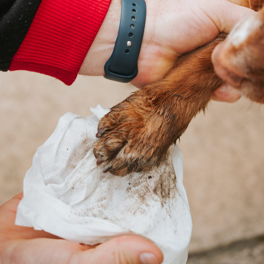 Nilaqua Pets Bamboo Biodegradable Pet Wipes 100pk Outdoor Action- Applied to dog