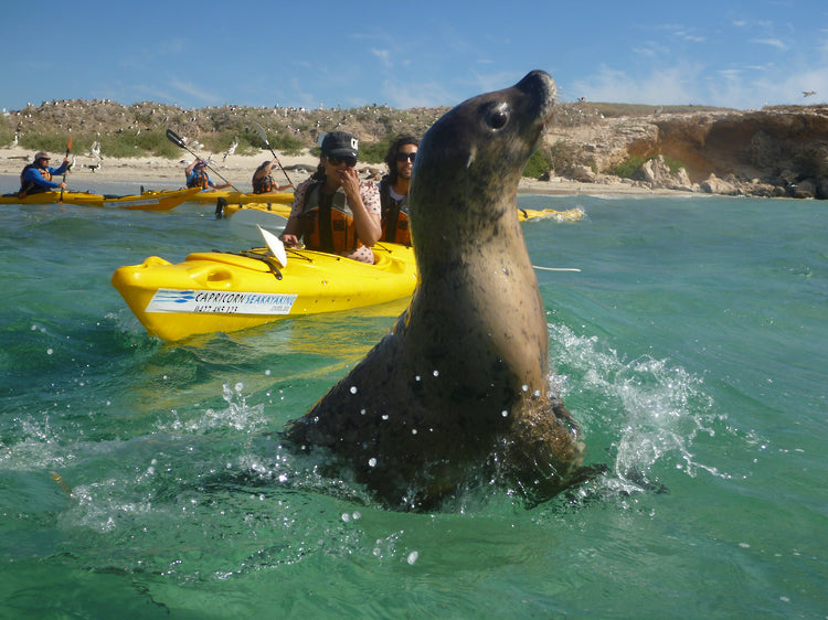 Mission KayakMission Contour 490 KayakOutdoor Action