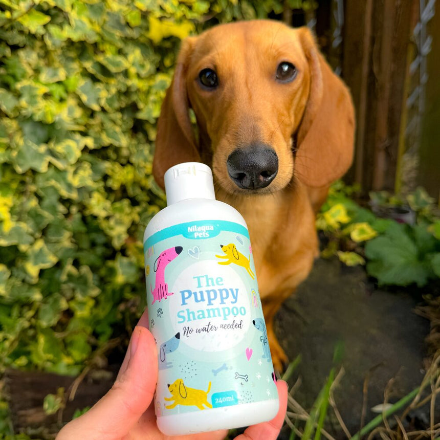 Nilaqua PetsNilaqua Pets Puppy ShampooOutdoor Action