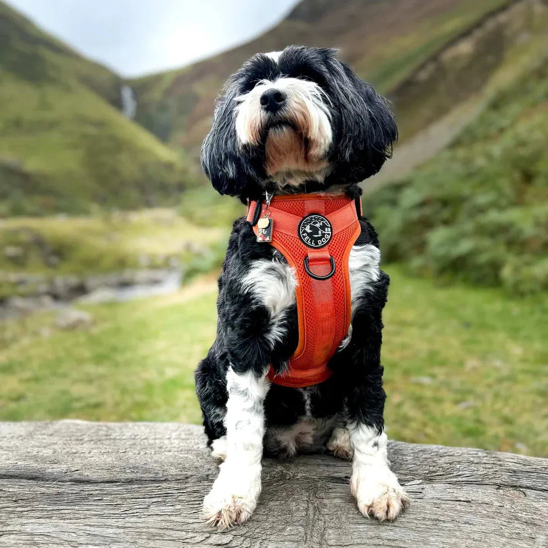 Fell DogFell Dog Helvellyn HarnessOutdoor Action