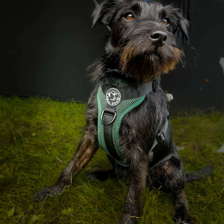 Fell Dog Helvellyn Harness Outdoor Action Forest- product on dog