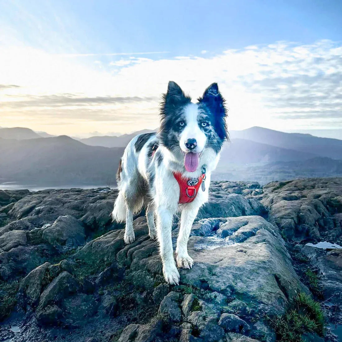 Fell DogFell Dog Helvellyn HarnessOutdoor Action